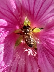 Apis mellifera