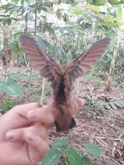 Aglaeactis cupripennis