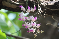 Aerides crispa