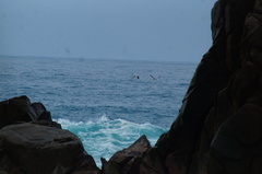 Haematopus palliatus