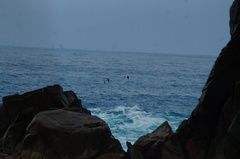 Haematopus palliatus