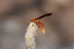 Polistes kaibabensis
