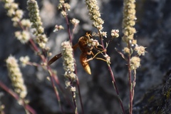 Polistes kaibabensis
