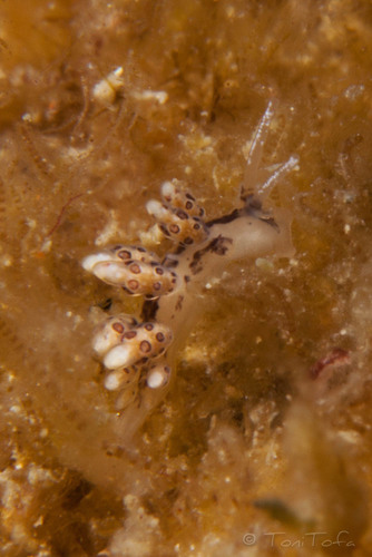 Representative image of Doto paulinae