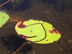 Polypedilum braseniae