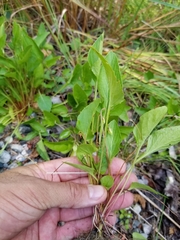 Viola × sublanceolata