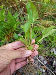 Viola × sublanceolata