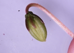 Viola × sublanceolata