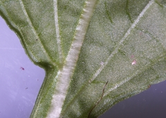 Viola × sublanceolata