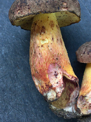 Boletus billieae