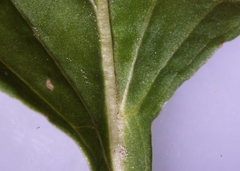 Viola × sublanceolata