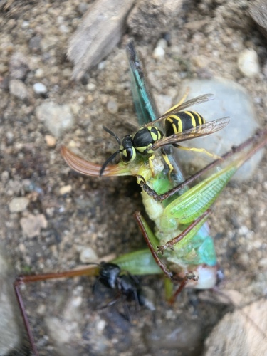 Handsome Meadow Katydid photo 3