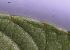 Viola × sublanceolata