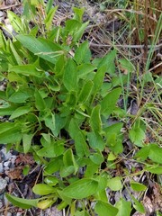 Viola × sublanceolata