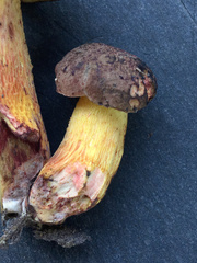 Boletus billieae