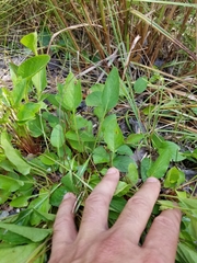 Viola × sublanceolata
