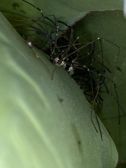 Leuronychus pacificus