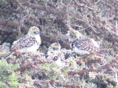 Trachyphonus darnaudii usambiro