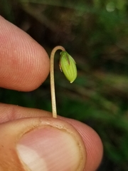Viola × sublanceolata