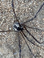 Leuronychus pacificus