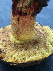 Boletus billieae