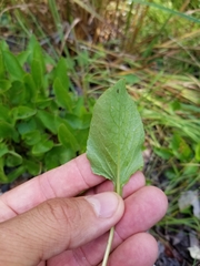 Viola × sublanceolata