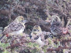 Trachyphonus darnaudii usambiro