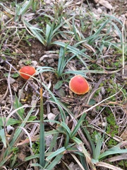 Hygrocybe mucronella