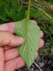 Viola × sublanceolata