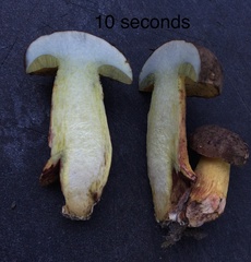 Boletus billieae