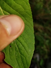 Viola × sublanceolata