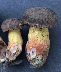 Boletus billieae
