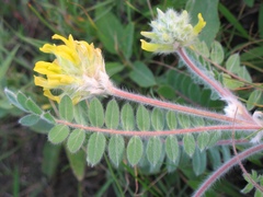 Astragalus dasyanthus