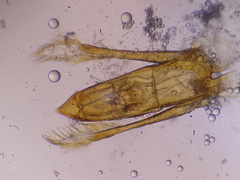 Leiodes ciliaris
