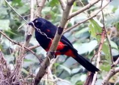 Hypopyrrhus pyrohypogaster