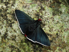 Pyrrhopyge phidias