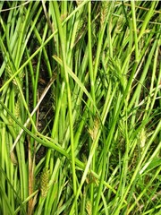 Carex secalina