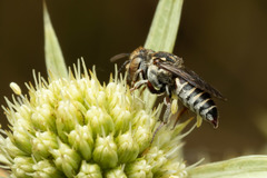 Allocoelioxys