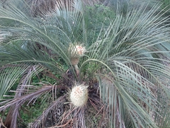 Macrozamia fraseri