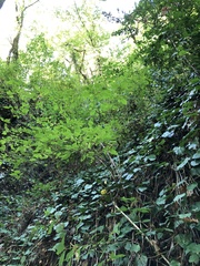 Philadelphus caucasicus