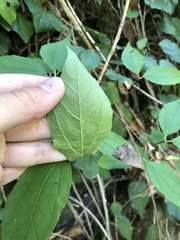 Philadelphus caucasicus