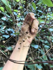 Philadelphus caucasicus