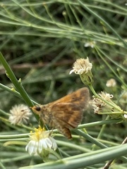 Ochlodes sylvanoides sylvanoides