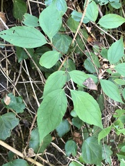 Philadelphus caucasicus