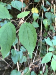 Philadelphus caucasicus