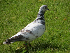Columba livia domestica