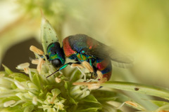 Chrysis semicincta