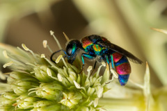 Chrysis semicincta
