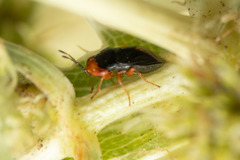 Geocoris erythrocephalus