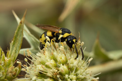 Parodontodynerus ephippium